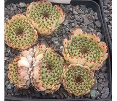 Sempervivum BRAUNE SPITZE