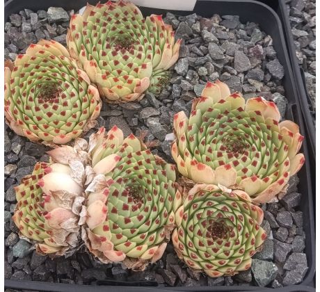 Sempervivum BRAUNE SPITZE