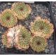 Sempervivum BRAUNE SPITZE