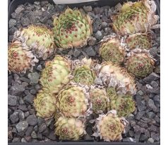 Sempervivum DALLINSTADT