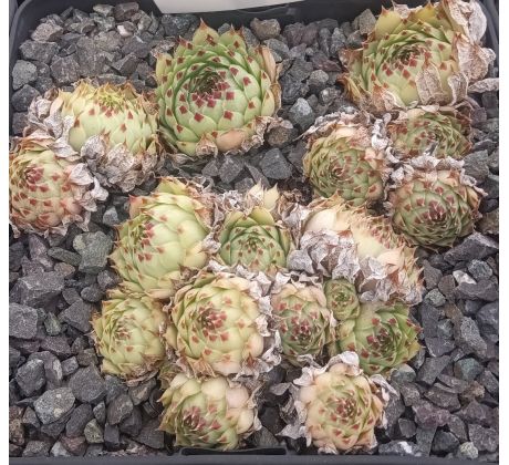 Sempervivum DALLINSTADT