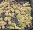 Sempervivum CANTAL
