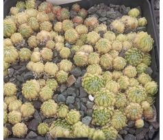 Sempervivum CANTAL
