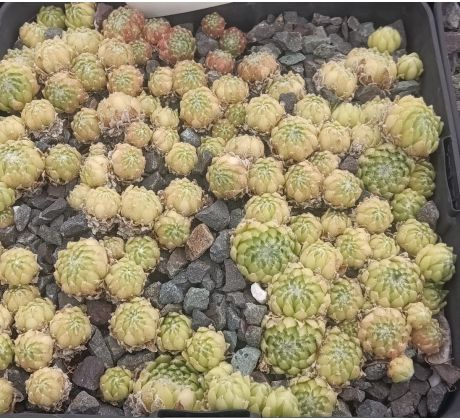 Sempervivum CANTAL