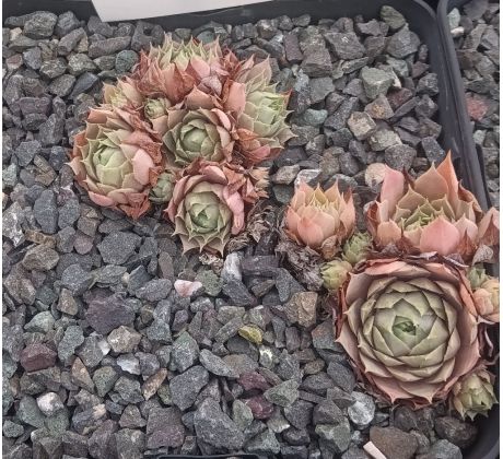 Sempervivum CAPUCINO