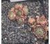Sempervivum CAPUCINO