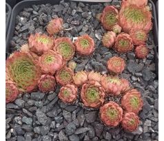 Sempervivum CARDINAL