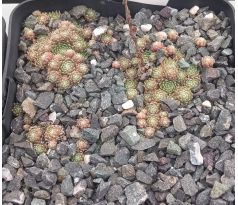Sempervivum CARL-JANNIS