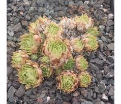 Sempervivum CARO CHARM