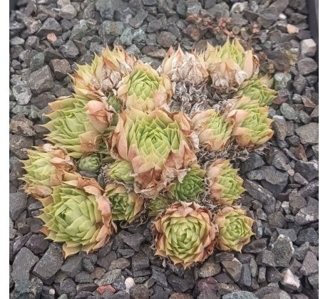 Sempervivum CARO CHARM