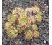Sempervivum CARO CHARM