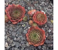 Sempervivum CARO D`ORO