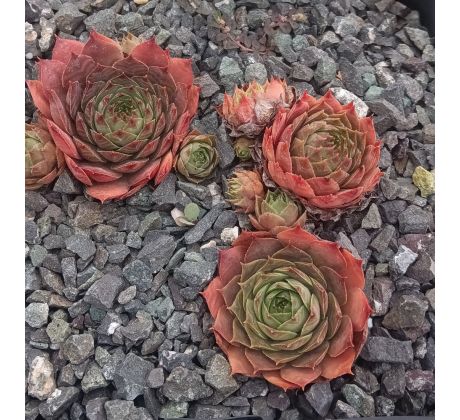 Sempervivum CARO D`ORO