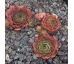 Sempervivum CARO D`ORO
