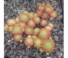 Sempervivum CATS WHISKERS