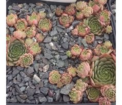 Sempervivum CENTERNUR
