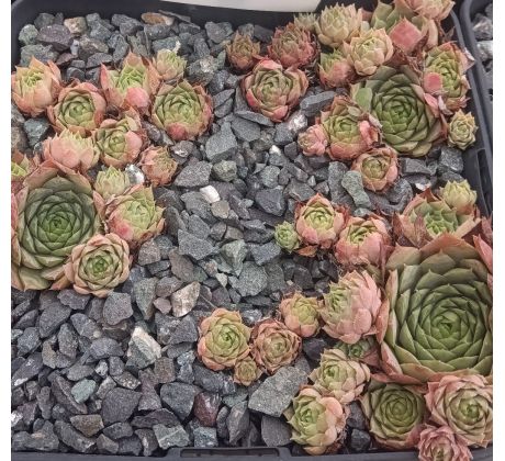 Sempervivum CENTERNUR