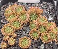 Sempervivum CHARLINE
