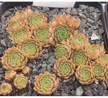 Sempervivum CHARLINE