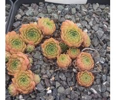 Sempervivum CHATELINEAU
