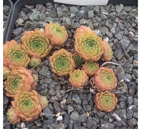 Sempervivum CHATELINEAU