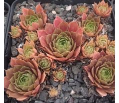 Sempervivum CHELLI