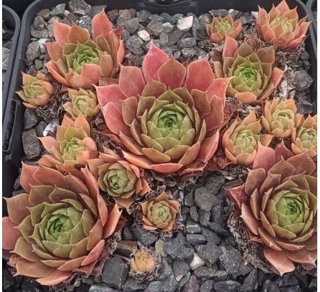 Sempervivum CHELLI