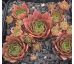 Sempervivum CHELLI