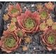 Sempervivum CHELLI