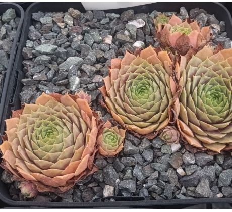 Sempervivum CHEROKEE