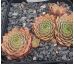 Sempervivum CHEROKEE