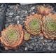 Sempervivum CHEROKEE
