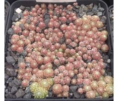 Sempervivum CHERRY BELLE
