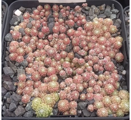 Sempervivum CHERRY BELLE