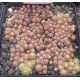 Sempervivum CHERRY BELLE