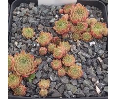 Sempervivum CHEYENNES