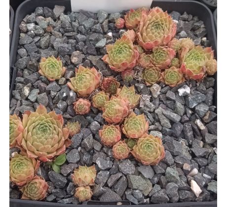 Sempervivum CHEYENNES