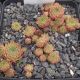 Sempervivum CHEYENNES