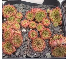 Sempervivum CHIPPER BABY