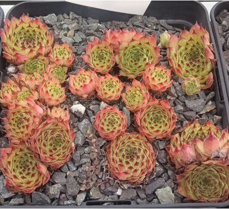 Sempervivum CHIPPER BABY