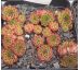 Sempervivum CHIPPER BABY