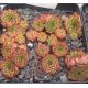 Sempervivum CHIPPER BABY