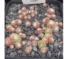 Sempervivum CHIPPER CHERRY