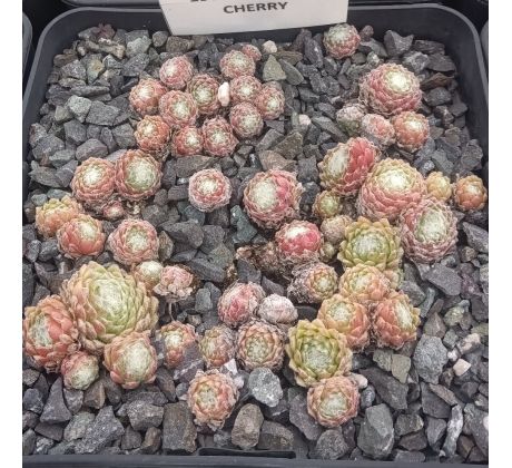 Sempervivum CHIPPER CHERRY