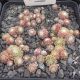 Sempervivum CHIPPER CHERRY