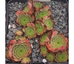 Sempervivum ISSEY MIYAKE