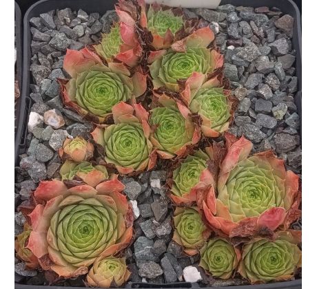 Sempervivum ISSEY MIYAKE