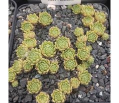 Sempervivum KOLIBRI