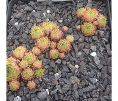 Sempervivum KOOSJE