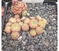 Sempervivum KORSPEL LADY